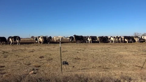 Dairy farm. Stock Footage 84998188