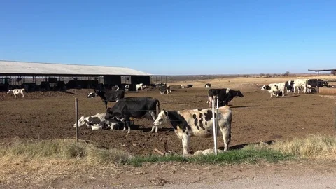 Dairy farm. Stock Footage 84998199