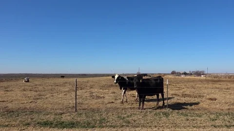Dairy farm. Stock Footage 84998230