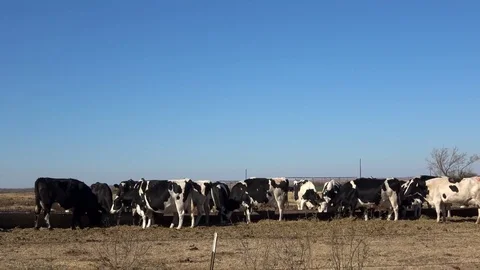Dairy farm. Stock Footage 84998324