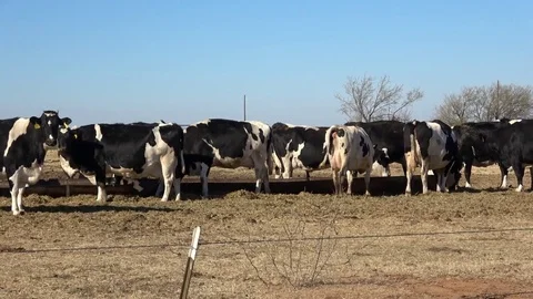 Dairy farm. Stock Footage 84998386