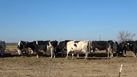 Dairy farm. Stock Footage 84998388