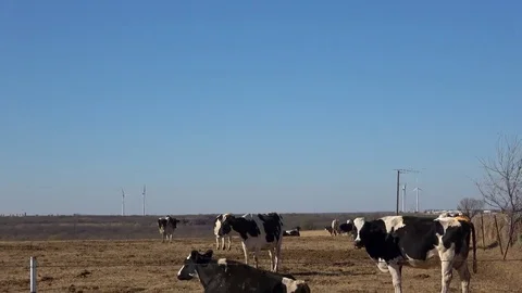 Dairy farm. Stock Footage 84998418