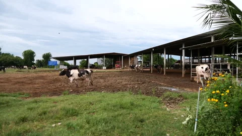 Dairy farm Stock Footage 288550866