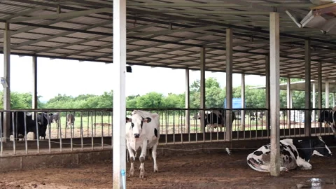 Dairy farm Stock Footage 288550872