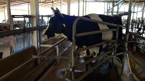 Dairy farm Stock Footage 288550933