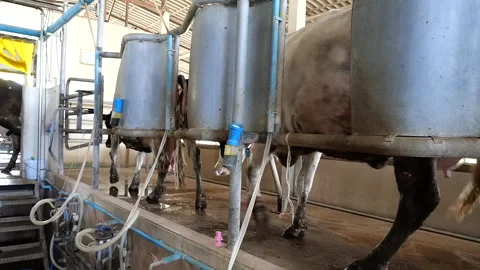 Dairy farm Stock Footage 288550946