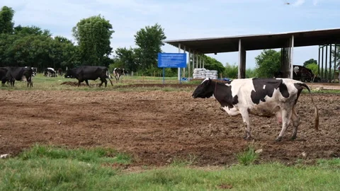 Dairy farm Stock Footage 288550953