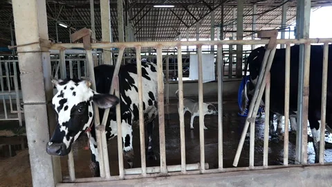 Dairy farm Stock Footage 288550966
