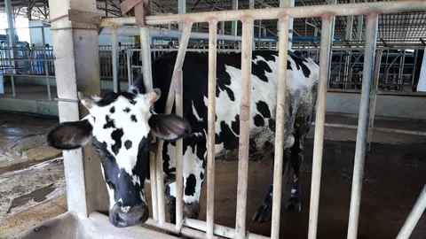 Dairy farm Stock Footage 288550999