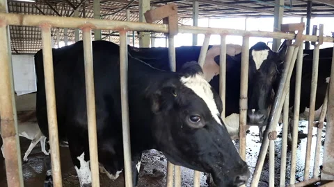 Dairy farm Stock Footage 288551014