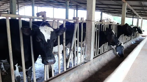 Dairy farm Stock Footage 288551017