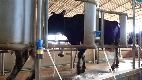 Dairy farm Stock Footage 288551039