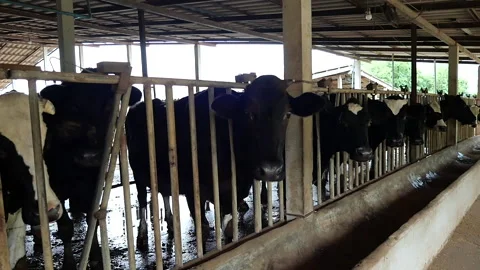 Dairy farm Stock Footage 288551048