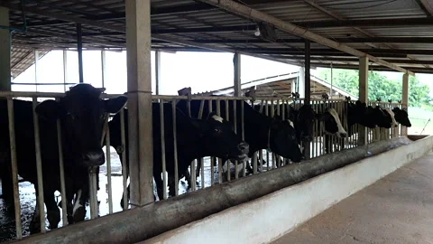 Dairy farm Stock Footage 288551062