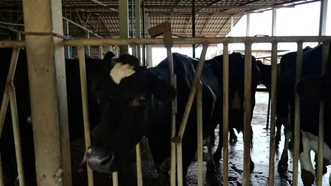 Dairy farm Stock Footage 288551063