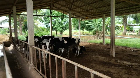 Dairy farm Stock Footage 288551069
