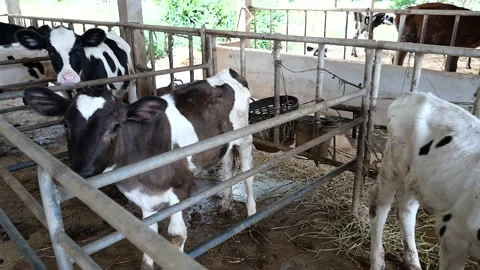 Dairy farm Stock Footage 288551082