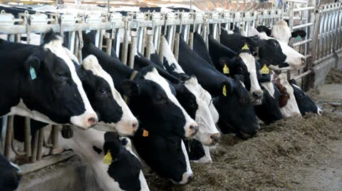 Dairy Farm, Holstein Cows Feeding Stock Footage