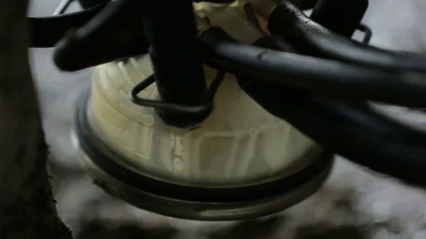 On a dairy farm milking cows using milking machine Stock Footage 73552444