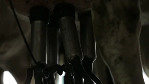 On a dairy farm milking cows using milking machine Stock Footage 73552821