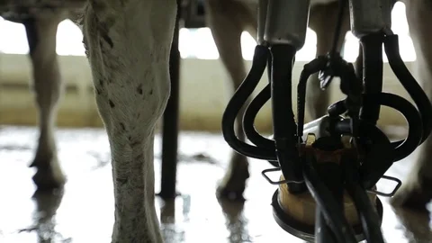 On a dairy farm milking cows using milking machine Stock Footage 73553313