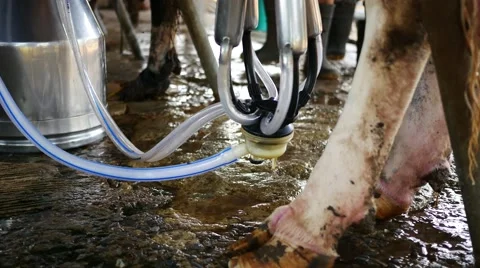 Dairy farm milking machine 스톡 동영상 64346932