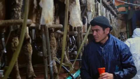 Dairy Farm Milking Process Stock Footage 333331286