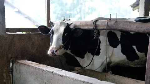 Dairy Farm in the Rain at Mount Merapi Slope – Indonesia Stock-Footage 323545109