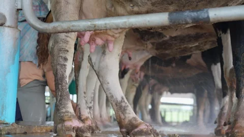 Dairy farm workers cleaning the cows' udders and teats before milking them Stock Footage 246586502