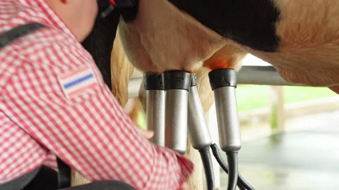 Dairy farmer attaching automatic milking cluster to cow udder in farm parlor Stock Footage 342915827
