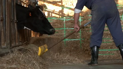 Dairy farmer cleaning a modern stable, while cows is eating. Livestock barn-Dan Stock Footage