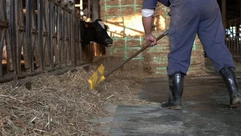 Dairy farmer cleaning a stable, while cows is eating. Worker wear gumboots-Dan Stock Footage 102277130