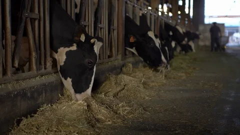 Dairy farmer with cows in modern stable. Peasant work with livestock ranch-Dan Stock Footage 102277225