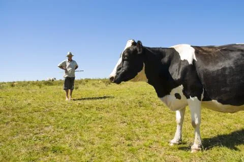 Dairy Farmer Stock Photos