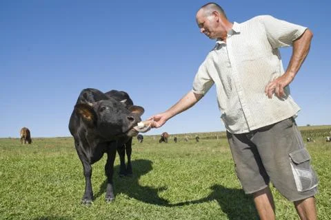 Dairy Farmer Stock Photos