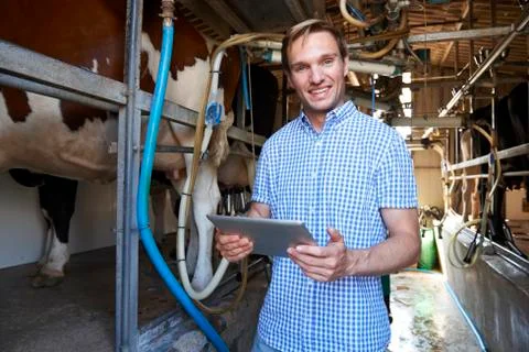 Dairy farmer using digital tablet in milking shed Stock Photos