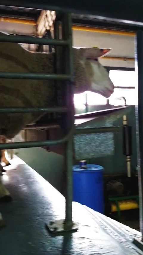 Dairy farmers using teat cup of a milking machine on udder sheeps milk 4 Stock Footage 247201939
