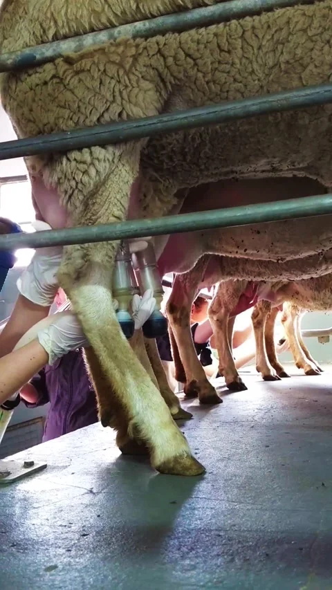 Dairy farmers using teat cup of a milking machine on udder sheeps milk 3 Stock Footage 247201984