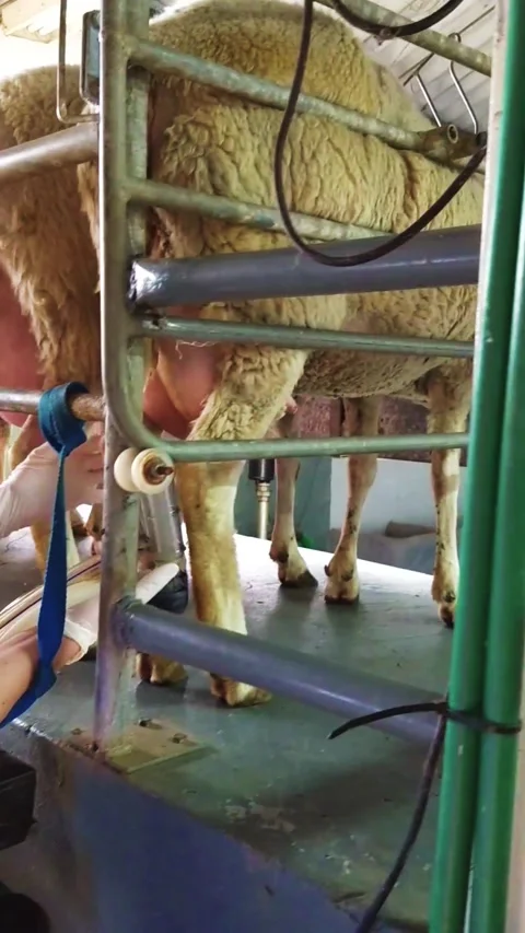 Dairy farmers using teat cup of a milking machine on udder sheeps milk 1 Stock Footage 247202056