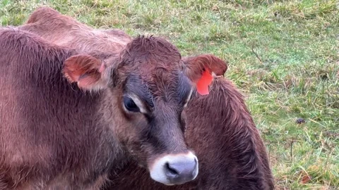 Dairy Jersey Cows In Field Stock Footage 224708378