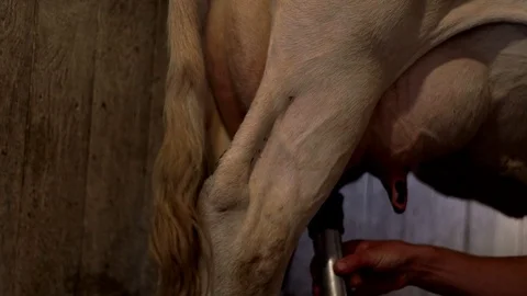 Dairy processing at milking factory. Cow udder. Dairy cow. Milk cattle 스톡 동영상 79878991