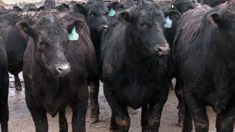 Dairy production countryside. Stock-Footage 279210897