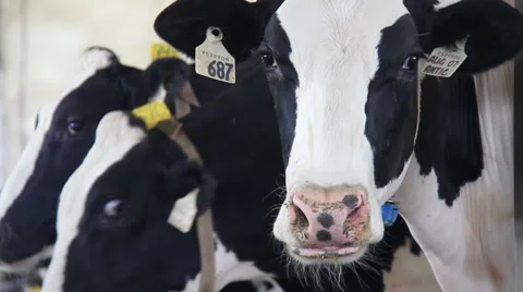 DAIRYFARM CATTLE Video stock 56345025