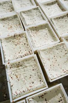 Dairyman put into the container same fresh cheese Stock Photos