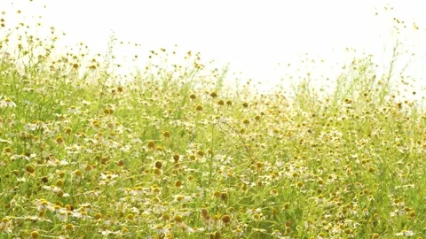 Dais2 Stock Footage 340259343