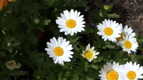 Daises close up Video stock 41690923