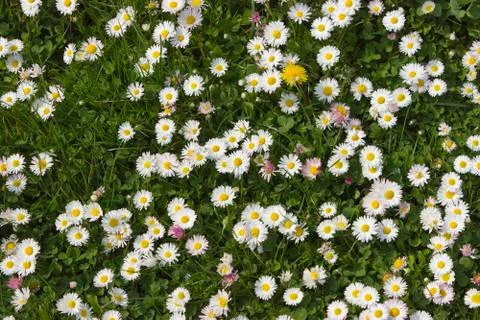 Daises in the field.Spring flowers Foto stock