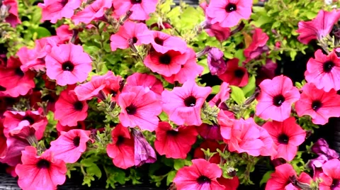 Daises flowers pink Stock Footage 54156537