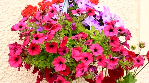 Daises red and purple Stock Footage 54156797